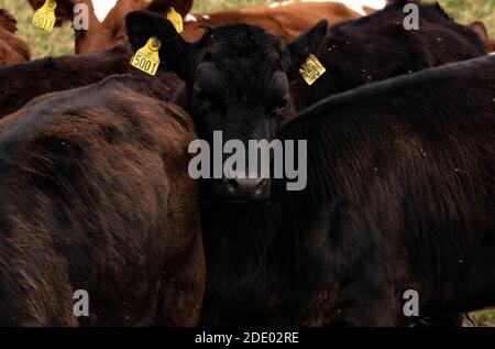 Nettes Wadengesicht zwischen anderen Waden. . Hochwertige Fotos Stockfoto