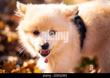 Weißer pommerischer Welpe im Laub, süßer Hund Stockfoto