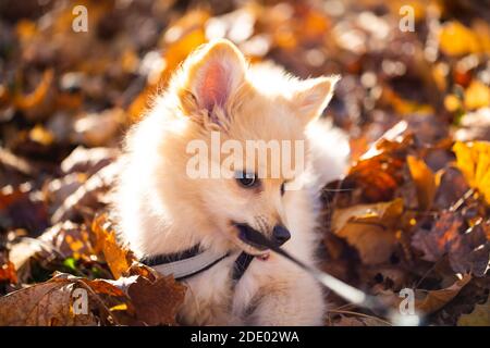 Pommersche Welpen im Laub, süßer Hund Stockfoto