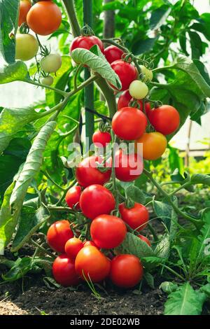 Reife Tomatenpflanze wächst im Gewächshaus. Frische Bündel von roten natürlichen Tomaten auf einem Zweig in Bio-Gemüsegarten. Verschwommener Hintergrund und Kopierbereich Stockfoto