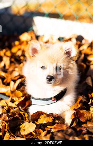 Pommersche Welpen im Laub, süßer Hund Stockfoto