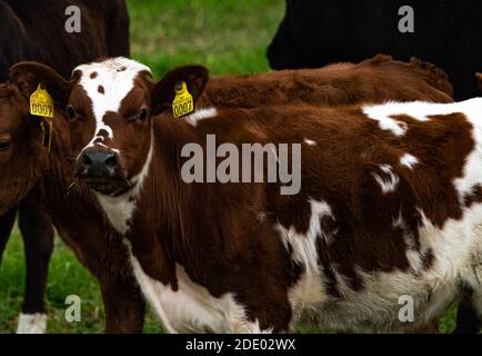 Niedliches Kalb auf einer Wiese unter anderen jungen Kälbern. . Hochwertige Fotos Stockfoto