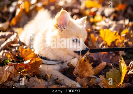 Pommersche Welpen im Laub, süßer Hund Stockfoto