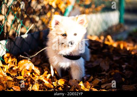 Pommersche Welpen im Laub, süßer Hund Stockfoto