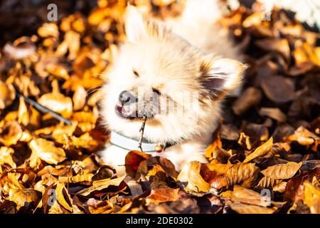 Pommersche Welpen im Laub, süßer Hund Stockfoto