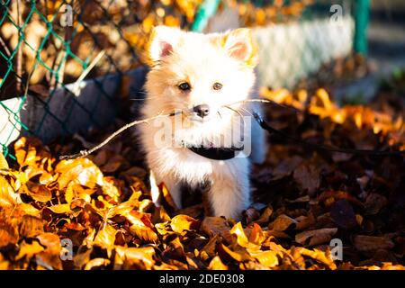 Pommersche Welpen im Laub, süßer Hund Stockfoto