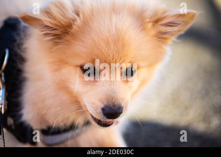 Pommersche Welpen im Laub, süßer Hund Stockfoto