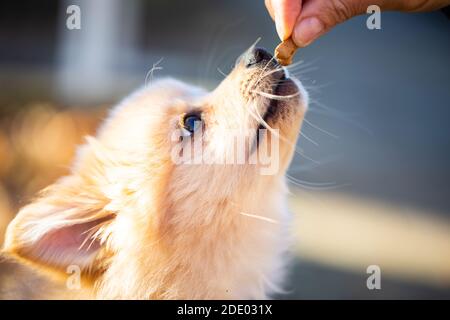 Pommersche Welpen im Laub, süßer Hund Stockfoto