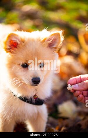 Pommersche Welpen im Laub, süßer Hund Stockfoto