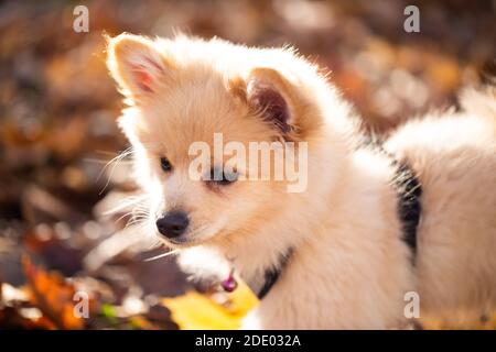 Pommersche Welpen im Laub, süßer Hund Stockfoto