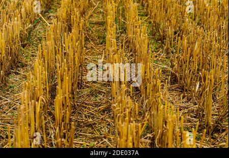 Nahaufnahme von neu geschnittenen Strohhalmen auf einem Feld nach der Ernte. . Hochwertige Fotos Stockfoto