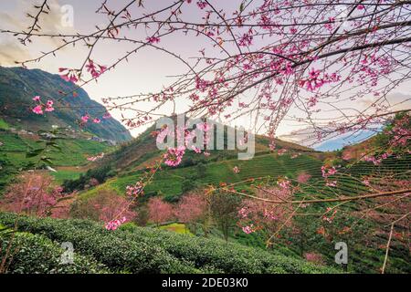 Schöne Kirschblüten blühen im Teehügel in Sapa, Vietnam Stockfoto