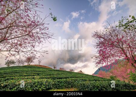 Schöne Kirschblüten blühen im Teehügel in Sapa, Vietnam Stockfoto