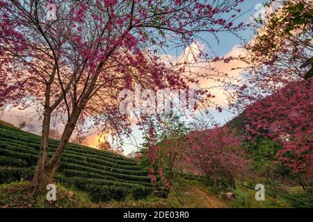 Schöne Kirschblüten blühen im Teehügel in Sapa, Vietnam Stockfoto