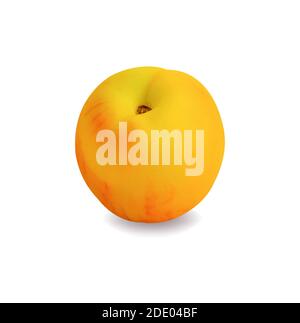 Reifer Pfirsich auf weißem Vektor-Illustration Stock Vektor