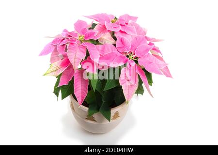 Studio-Foto von rosa poinsettia Blüte im November bereit für die weihnachtszeit, Großbritannien Stockfoto