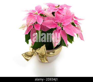 Studio-Foto von rosa poinsettia Blüte im November bereit für die weihnachtszeit, Großbritannien Stockfoto