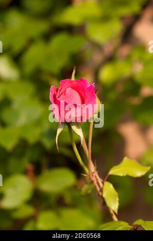 Blühende Blume einer rosa Kletterrose Stockfoto
