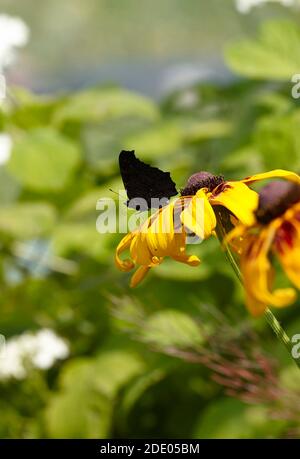 Schwarzer Schmetterling thront auf einer Blume, Nixie, kleine Nymphe Stockfoto