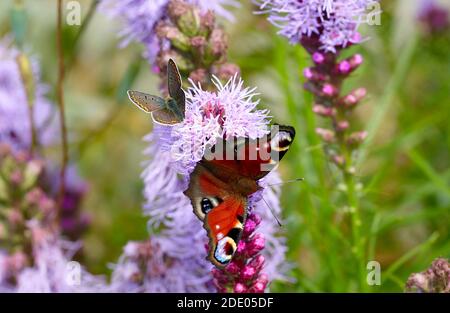 Zwei schöne Schmetterlinge sitzen auf einer Blume Nymphalis Stockfoto