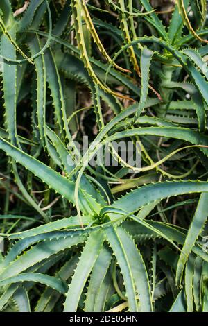 Nahaufnahme einer Aloe Vera Pflanze. Stockfoto