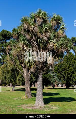 Der endemische neuseeländische Kohlbaum, oder Kohlpalme, Cordyline Australis. Christchurch, Neuseeland. Stockfoto