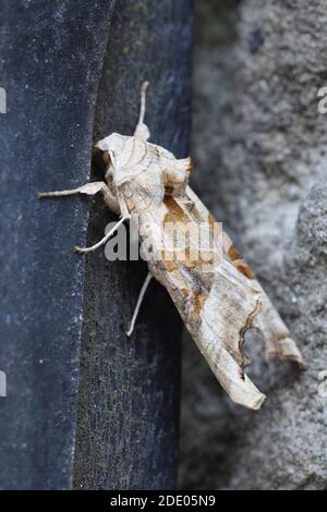 Angle Shades (Phlogophora meticulosa) Moth ruht auf einem Gartentor, Nordengland, Großbritannien Stockfoto