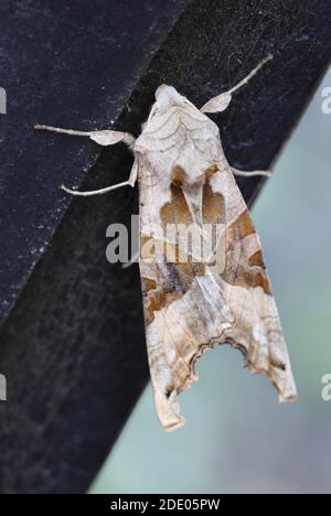 Angle Shades (Phlogophora meticulosa) Moth ruht auf einem Gartentor, Nordengland, Großbritannien Stockfoto