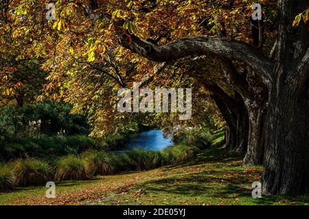 Der Herbst kommt am Ufer des Avon River in Christchurch, Neuseeland. Stockfoto