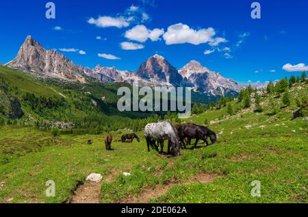 Wildpferde grasen im Sommer frei in den Alpen, auf einer abgelegenen Alm Stockfoto