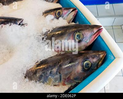 Frisch gefangener Thunfisch in Eis verpackt zum Verkauf auf einem Fischmarkt. Stockfoto