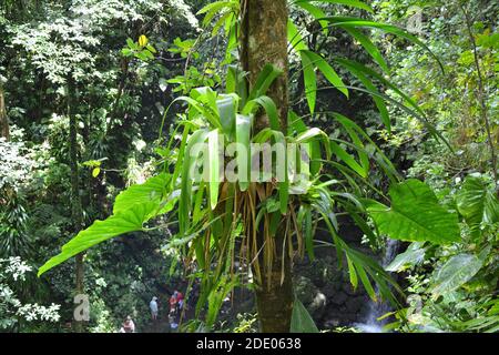 Tropische epiphytische Pflanzen auf Baumstamm wächst im Dschungel auf der Insel Dominica. Stockfoto