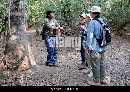 Eine kleine Gruppe von Touristen folgen einem Wildlife Guide hinein Der Regenwald, um mehr über die Bäume und die Tierwelt zu erfahren Innerhalb der Feuchtgebiete der A Pousa Stockfoto