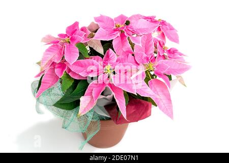 Studio-Foto von rosa poinsettia Blüte im November bereit für die weihnachtszeit, Großbritannien Stockfoto