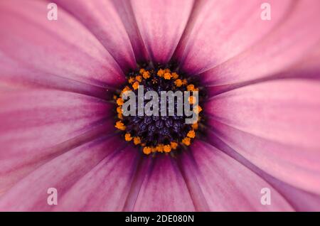 Violette afrikanische Gänseblümchen, die den gesamten Rahmen füllen Stockfoto