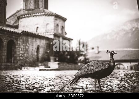 Black And White peacock Stockfoto