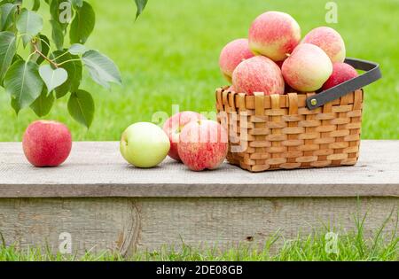 Reife Garten Apfelfrüchte im Korb auf Holz-Outdoor-Tisch Stockfoto
