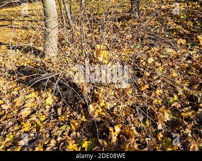 Gefallene Ahornblätter stecken in Ästen von Busch auf Rasen Stadtpark am sonnigen Herbsttag Stockfoto