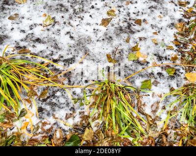 Eisbedeckte Pflanzen und Boden im Stadtgarten nach Glatteisregen Am kalten Herbsttag Stockfoto