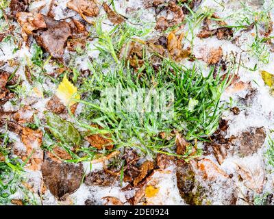 Draufsicht auf gefrorenes grünes Gras auf eisbedecktem Rasen mit Nach dem eisigen Regen am kalten Herbsttag fallen die Blätter Stockfoto
