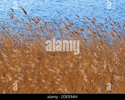 Dichtes goldenes Schilf, das sanft in der Brise neben dem schwankt Blaues Wasser eines Teiches Stockfoto