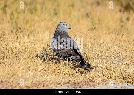 Ein männlicher Northern Harrier (Circus cyaneus) befindet sich am Boden des San Luis National Wildlife Refuge im Central Valley von Kalifornien Stockfoto