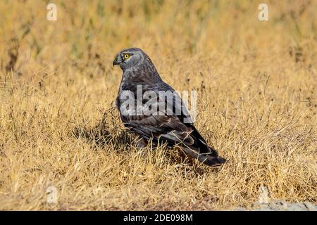 Ein atemberaubend gefärbter Nordharrier (Circus cyaneus) Befindet sich auf dem Boden in der San Luis National Wildlife Zuflucht im Central Valley von Kalifornien Stockfoto