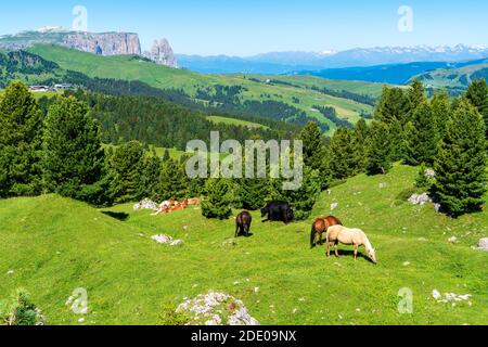 Kühe und Pferde grasen auf einer Almwiese auf einem Hang zwischen Tannen in den Bergen Stockfoto