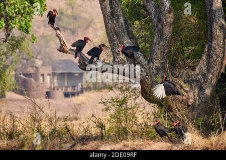 Seven Southern Ground Hornbill (Bucorvus leadbeateri; früher bekannt als Bucorvus cafer), South Luangwa National Park, Mfuwe, Sambia, Afrika Stockfoto
