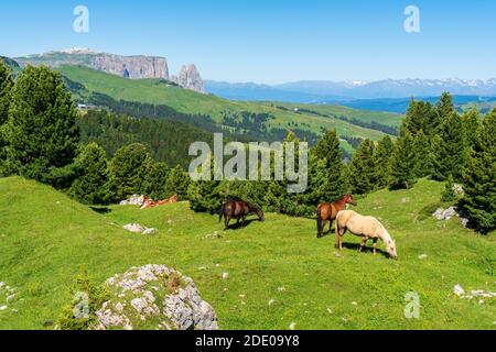 Kühe und Pferde grasen auf einer Almwiese auf einem Hang zwischen Tannen in den Bergen Stockfoto