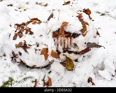 Schneeball aus dem ersten Schnee mit abgefallenen Blättern aus der Nähe geformt Im Stadtpark am kalten Herbsttag Stockfoto