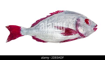 Meisterkurs für Fischzeichnen in Technik Monotype - rot und Silber bemalter Orata Fisch auf weißem Hintergrund ausgeschnitten Stockfoto