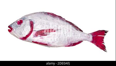 Meisterkurs für Fischzeichnen in Technik Monotype - rot und Silberfarbener Orata-Fisch auf weißem Hintergrund ausgeschnitten Stockfoto