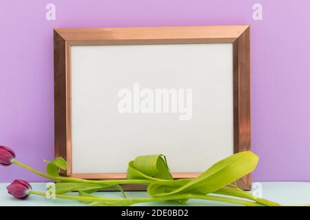 Holzrahmen mit weißem Hintergrund mit Tulpen auf violettem Hintergrund Stockfoto